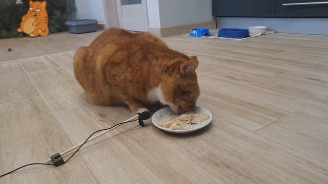 CAT ASMR EATING 2020. Приятные Звуки для сна. КотоБлогер №1. АСМР Кошачий Корм смотреть онлайн