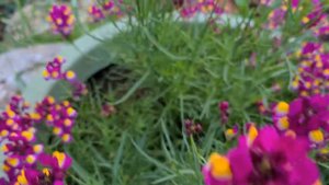 פשתנית מרוקנית Linaria maroccana