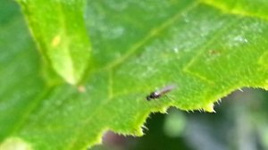 Роза и хризантема после дождя