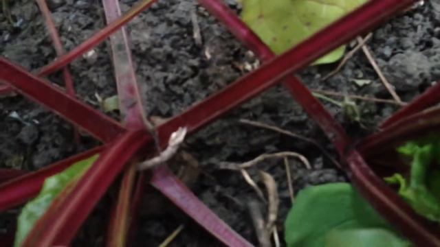 Мои цветы, небольшой урожай и соус песто смотреть онлайн