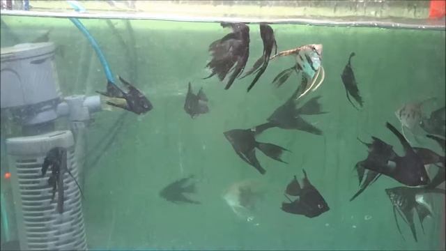 КРАСИВЫЕ ЧЕРНЫЕ СКАЛЯРИИ смотреть онлайн