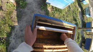 ПРОФИЛАКТИКА ОТ КЛЕЩА, САМОДЕЛЬНЫЕ ПЛАСТИНЫ, ГЛИЦЕРИН+ЩАВЕЛЕВАЯ КИСЛОТА .aab.