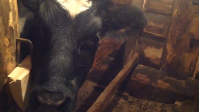 Анализ крови у молочных животных. смотреть онлайн