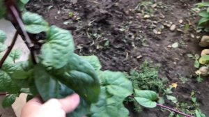 Малабарский шпинат #адыгея #шпинат #базелла