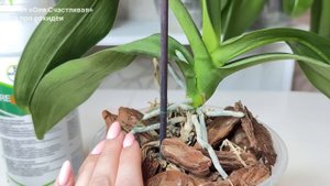 Ризоктониоз орхидей Сохнут корни орхидей Лечение орхидей