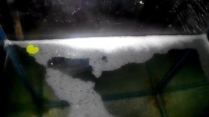 Разведение жемчужного гурами