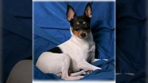 Американский той-фокстерьер??