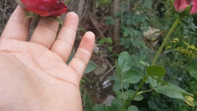 Gospel / Tantau - Rosier - Rose - Rosa - Rozier