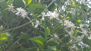 Beautiful flowers of Clematis gouriana@ Kanha Santhi Vanam