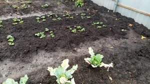 Цветная??? Капуста сорта "СНОУТБОЛЛ". Какой ожидаю Урожай. Посажена очень ПОЗДНО. ОБЗОР.  3 10 2022