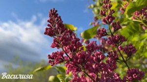 4 июня Троица. Что нельзя делать Троица. Народные традиции и приметы и суеверия на Троицу