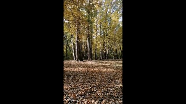 медитация. Отпустить ненужное из жизни. Осенний лес. смотреть онлайн