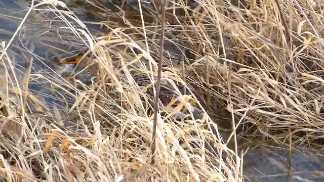 Утка кормится в прибрежной траве. смотреть онлайн