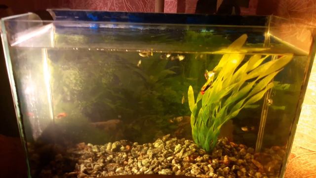 45 гуппи от двух рыбок! Вот это да! смотреть онлайн