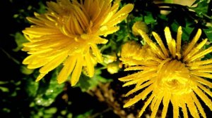 Мой фильм.wlmp.mp4    В осеннем солнце вся природа !!!