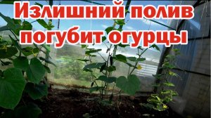 Как правильно поливать огурцы?