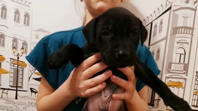 PRIDE G&K PUPS (BOY X MERCEDES) ОТЧЁТ ПО БРОНИ (1 мес.) смотреть онлайн