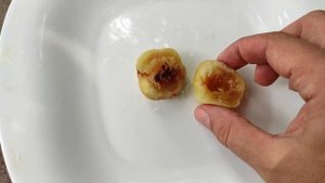 Дегустация персика (Московский карлик)