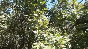 Снимаю груши с дерева удобной приспособой