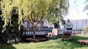 Посадка гортензий в открытый грунт, оформление приствольного круга!