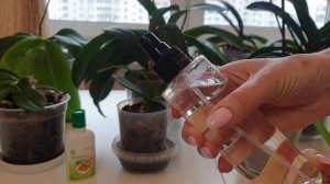 Янтарная кислота для орхидей ||  Способы применения янтарной кислоты и дозировки