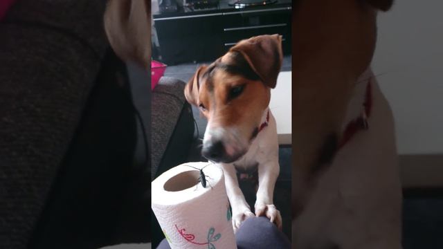 Джек Рассел. Jack Russell Terrier