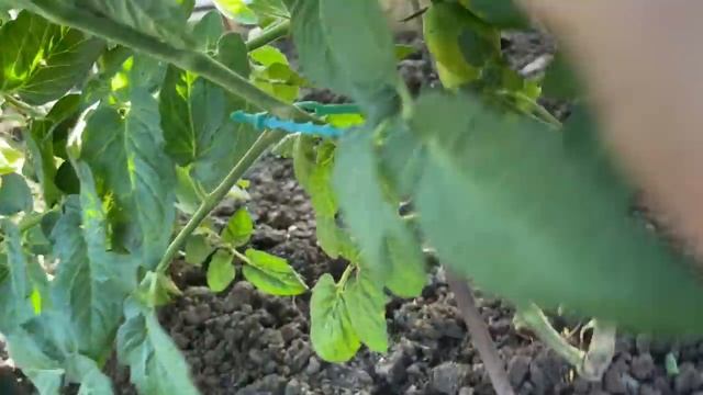 ЛУЧШИЕ ТОМАТЫ В ОТКРЫТОМ ГРУНТЕ УДИВЛЯЮТ И РАДУЮТ СВОЕЙ ЗАВЯЗЫВАЕМОСТЬЮ! ОБЗОР 2021г смотреть онлайн