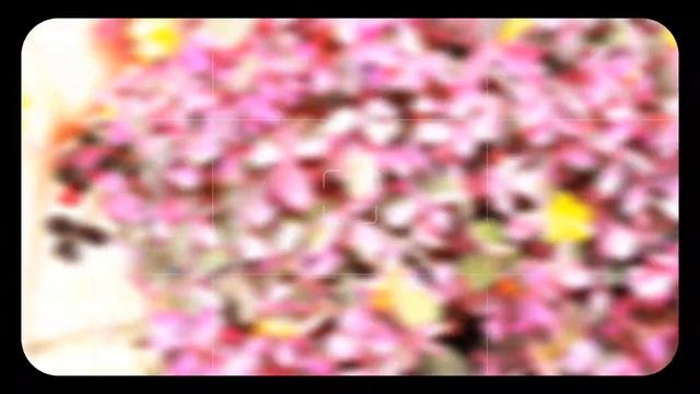 Омолаживание кослицы(оксалиса) вулканической☘