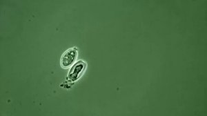 Паразитические дрожжеподобные грибы