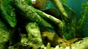 Акула в аквариуме. Пангасиус, Синодонтис и Малавийцы