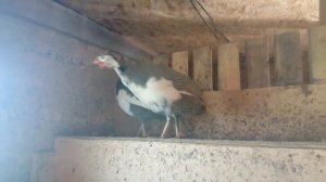 Как отличить Цесаря от Цесарки