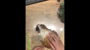 Как расчесывать морских свинок. Уход за морскими свинками