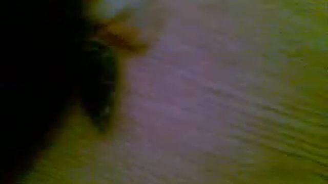 Две кошки и черепаха.mp4 смотреть онлайн