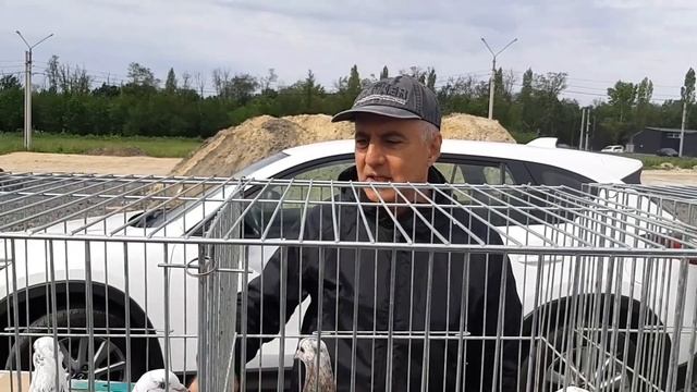 Ярмарка голубей в Ростове на Дону. Голуби Хандамова Самвела. Общаемся с хозяином. смотреть онлайн