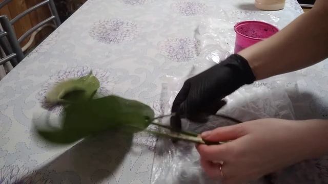 Монстера?, щитовка?.. Укореняю отросток? #ВиленаЦветкова