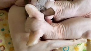 Кошка Сфинкс❤️ осталась без котят