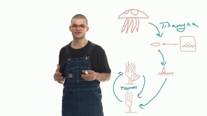 Жизненный цикл медузы