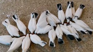 Вечер кормление голубей+ Чеснок+Яйца. Evening feeding pigeons+Garlic+Eggs