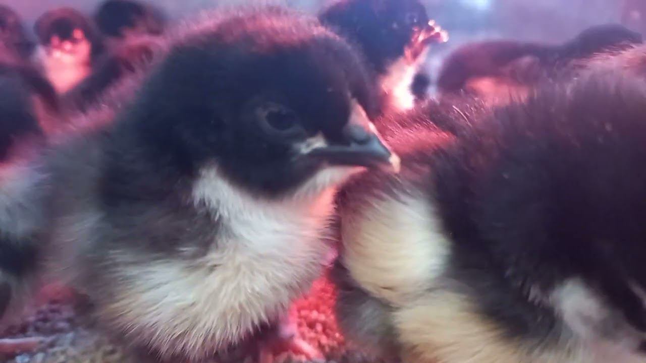 Есть цыплята 8 903 193 21 01 смотреть онлайн