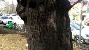 Алкашка Подмосковье, такой же они я еще не видел....