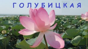 ДОЛИНА ЛОТОСОВ