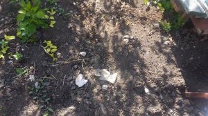 Травят пчел. Бахчисарайский р-н село Плодовое.