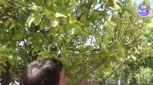 Желтые листья яблони - Хлороз или нехватка железа на яблоне ??