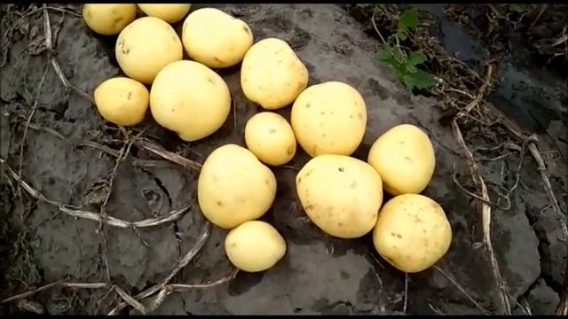 Семена картофеля: сорт Ривьера, cорт Эволюшен. смотреть онлайн