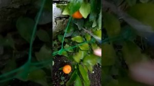 Как растут мандарины зимой