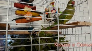 Ручной ожереловый попугай.