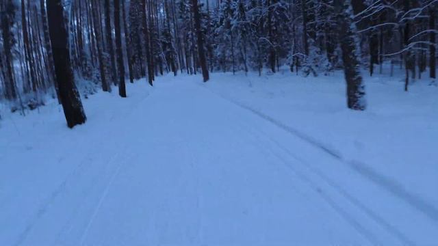 Физкультурно-оздоровительная трасса - от Костромы до Соснового бора на лыжах