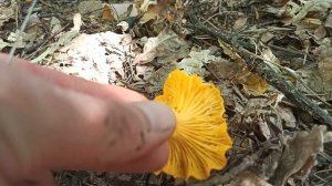 Лисичка обыкновенная (lat.Cantharēllus cibārius). Грибы в начале августа