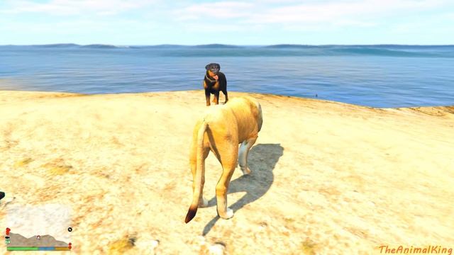 Lions and hyenas are fighting for food смотреть онлайн