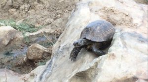 Средиземноморская черепаха в Дагестане. Ущелье Марковых, хребет Нарат-Тюбе.